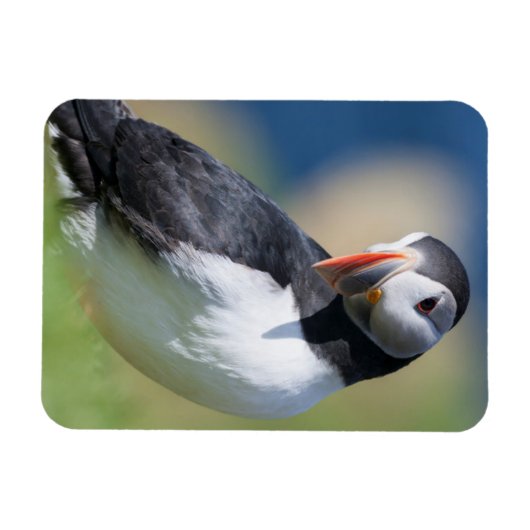Atlantic Puffin (Fratercula Arctica) op Cliff 2 Magneet (Horizontaal)