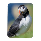 Atlantic Puffin (Fratercula Arctica) op Cliff 2 Magneet (Verticaal)
