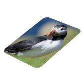 Atlantic Puffin (Fratercula Arctica) op Cliff 2 Magneet (Linkerzijde)