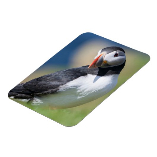 Atlantic Puffin (Fratercula Arctica) op Cliff 2 Magneet (Linkerzijde)