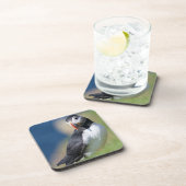 Atlantic Puffin (Fratercula Arctica) op Cliff 2 Onderzetter (Rechterzijde)