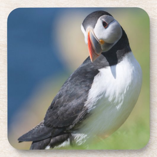 Atlantic Puffin (Fratercula Arctica) op Cliff 2 Onderzetter (Voorkant)