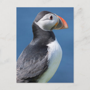 Atlantic Puffin (Fratercula Arctica) op Cliff Briefkaart