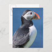 Atlantic Puffin (Fratercula Arctica) op Cliff Briefkaart (Voorkant / Achterkant)