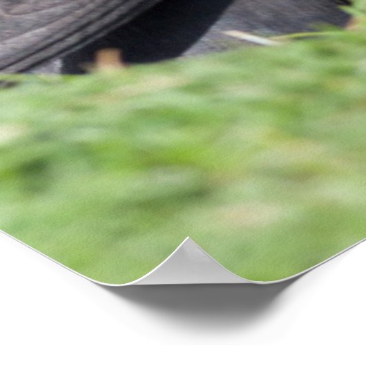 Atlantic Puffin (Fratercula Arctica) op Cliff Poster (Hoek)