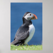 Atlantic Puffin (Fratercula Arctica) op Cliff Poster (Voorkant)