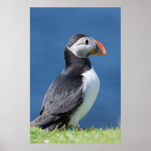 Atlantic Puffin (Fratercula Arctica) op Cliff Poster