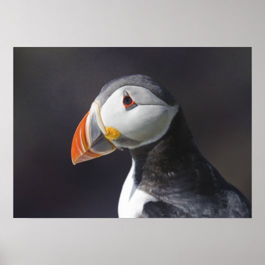 Atlantic Puffin Fratercula Arctica Poster (Voorkant)
