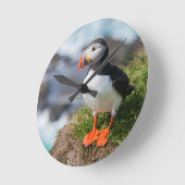 Atlantic Puffin Fratercula Arctica Ronde Klok (Hoek)