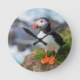 Atlantic Puffin Fratercula Arctica Ronde Klok