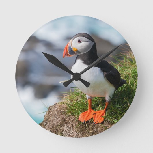 Atlantic Puffin Fratercula Arctica Ronde Klok (Voorkant)