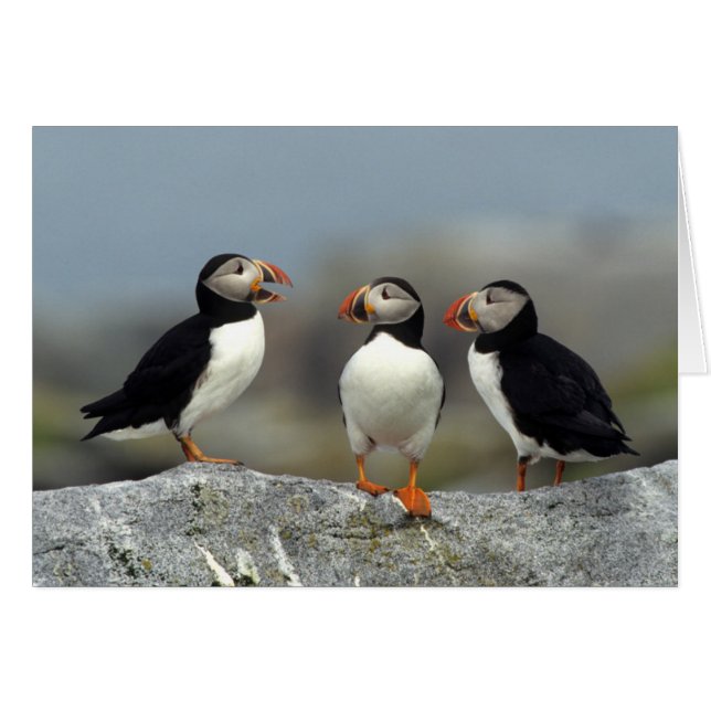 Atlantic Puffin Group (Voorkant Horizontaal)