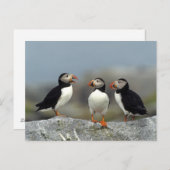 Atlantic Puffin Group Briefkaart (Voorkant / Achterkant)