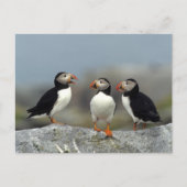 Atlantic Puffin Group Briefkaart (Voorkant)