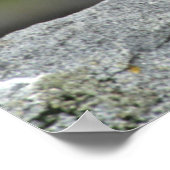 Atlantic Puffin Group Poster (Hoek)