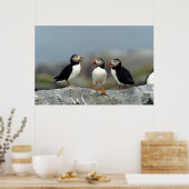 Atlantic Puffin Group Poster (Keuken)