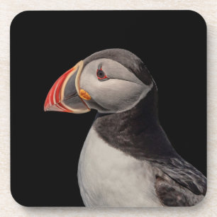 Atlantic Puffin in Machias, Maine Bier Onderzetter