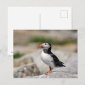 Atlantic Puffin in Machias, Maine Briefkaart (Voorkant / Achterkant)