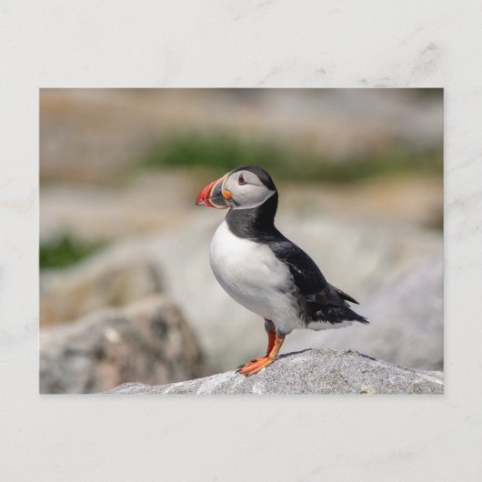 Atlantic Puffin in Machias, Maine Briefkaart (Voorkant)