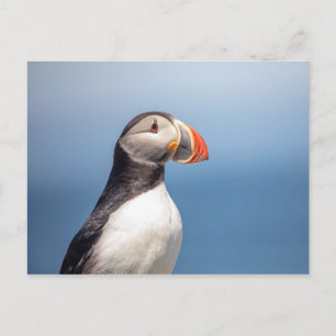 Atlantic Puffin in Machias, Maine Briefkaart