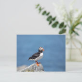 Atlantic Puffin in Machias, Maine Briefkaart (Staand voorkant)