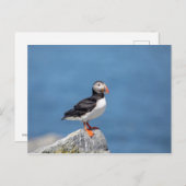 Atlantic Puffin in Machias, Maine Briefkaart (Voorkant / Achterkant)