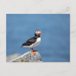 Atlantic Puffin in Machias, Maine Briefkaart