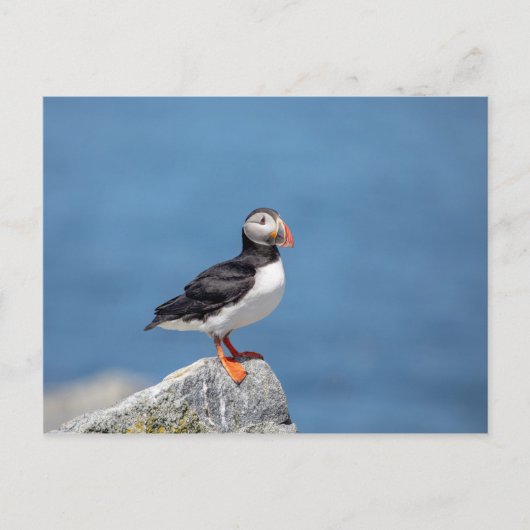 Atlantic Puffin in Machias, Maine Briefkaart (Voorkant)