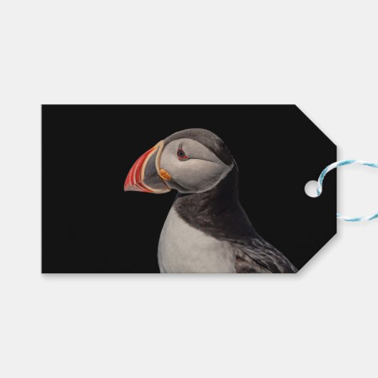 Atlantic Puffin in Machias, Maine Cadeaulabel (Voorkant (Horizontaal))
