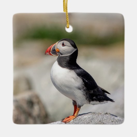Atlantic Puffin in Machias, Maine Keramisch Ornament (Voorkant)