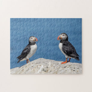 Atlantic Puffin in Machias, Maine Legpuzzel
