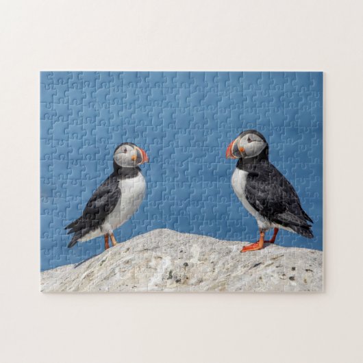Atlantic Puffin in Machias, Maine Legpuzzel (Horizontaal)