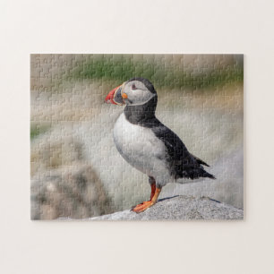 Atlantic Puffin in Machias, Maine Legpuzzel
