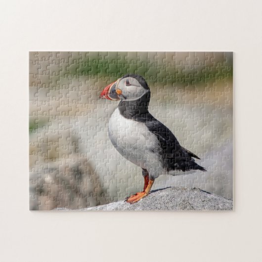 Atlantic Puffin in Machias, Maine Legpuzzel (Horizontaal)