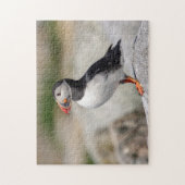 Atlantic Puffin in Machias, Maine Legpuzzel (Verticaal)