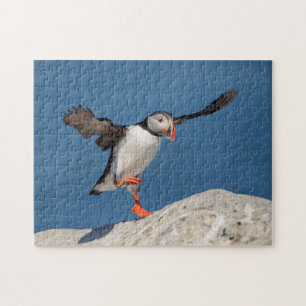 Atlantic Puffin in Machias, Maine Legpuzzel