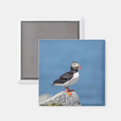 Atlantic Puffin in Machias, Maine Magneet (Voorkant / Achterkant)