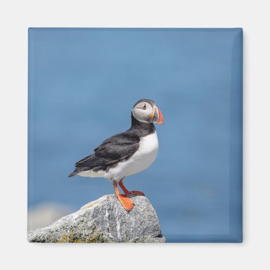 Atlantic Puffin in Machias, Maine Magneet (Voorkant)