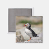 Atlantic Puffin in Machias, Maine Magneet (Voorkant / Achterkant)