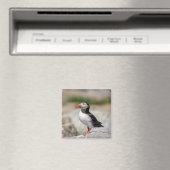 Atlantic Puffin in Machias, Maine Magneet (Insitu (Vaatwasser))