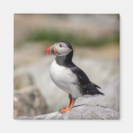 Atlantic Puffin in Machias, Maine Magneet (Voorkant)