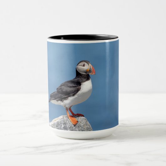 Atlantic Puffin in Machias, Maine Mok (Midden)