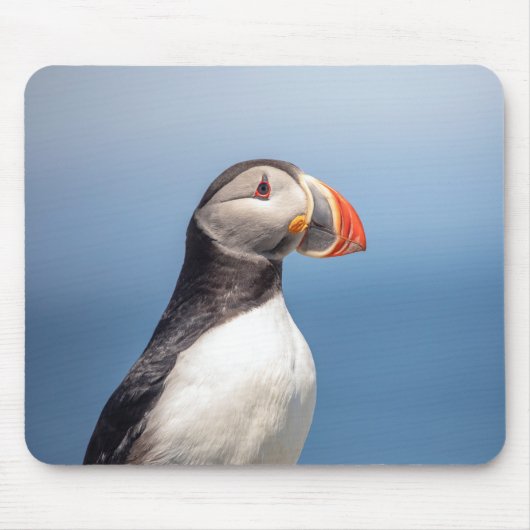 Atlantic Puffin in Machias, Maine Muismat (Voorkant)