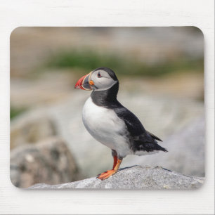 Atlantic Puffin in Machias, Maine Muismat