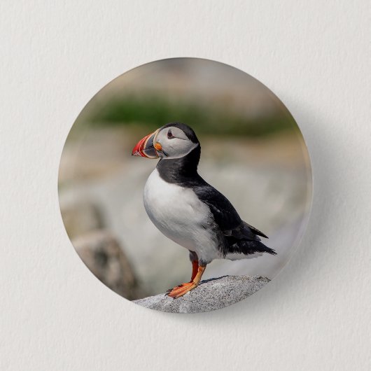 Atlantic Puffin in Machias, Maine Ronde Button 5,7 Cm (Voorkant)