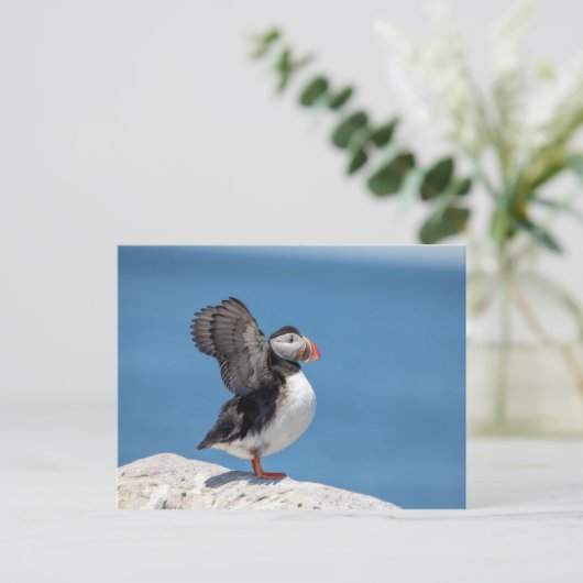 Atlantic Puffin in Machias, ME Briefkaart (Staand voorkant)