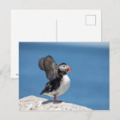 Atlantic Puffin in Machias, ME Briefkaart (Voorkant / Achterkant)