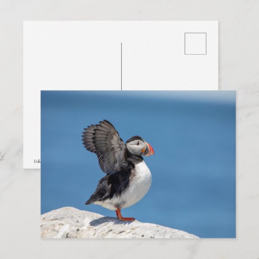 Atlantic Puffin in Machias, ME Briefkaart (Voorkant / Achterkant)
