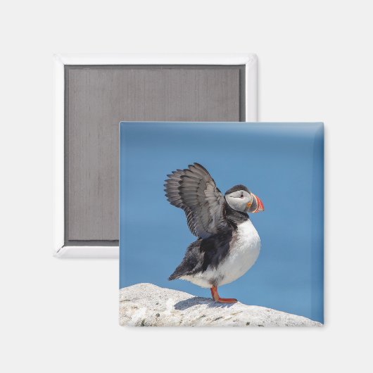 Atlantic Puffin in Machias, ME Magneet (Voorkant / Achterkant)