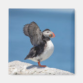 Atlantic Puffin in Machias, ME Magneet (Voorkant)
